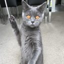 The British Lady Poppy